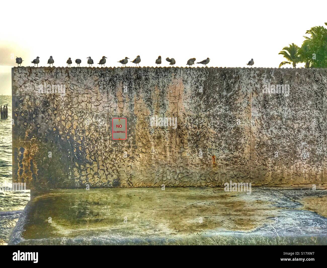 Möwen am Strand in Key West, Florida - Smartphone-aufgenommenes Stockfoto