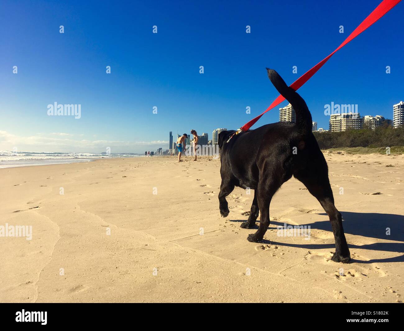 Morgenspaziergänge Stockfoto