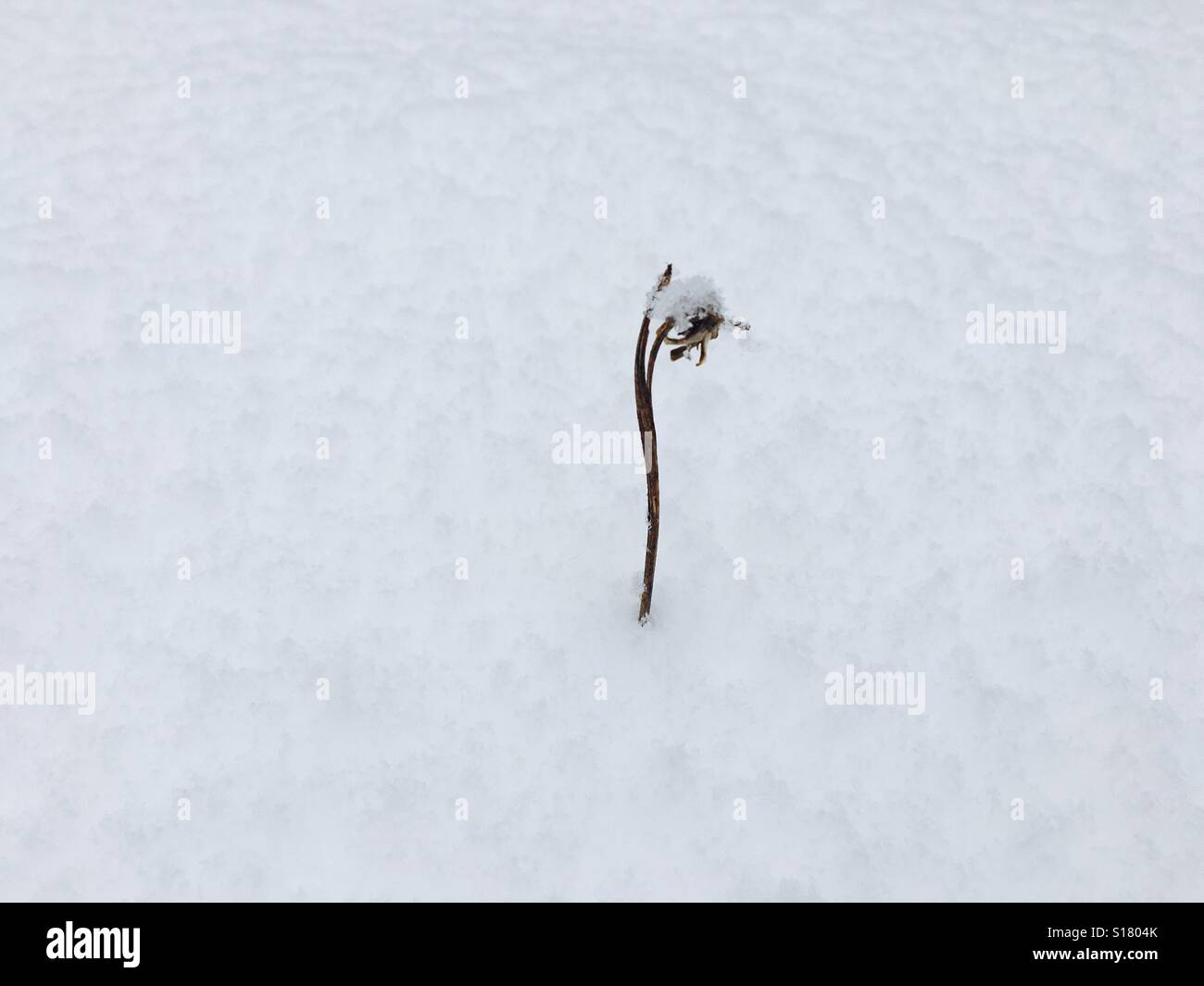 Schnee Stockfoto