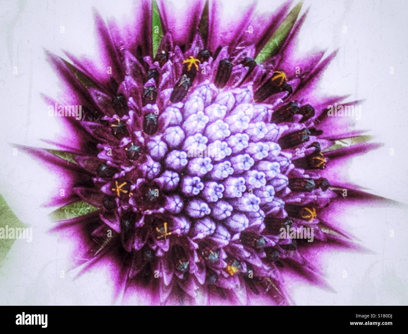 Osteospermum Blume, detail Stockfoto