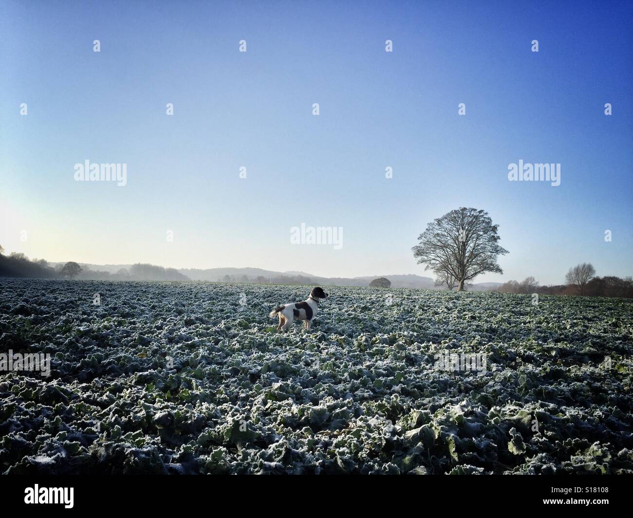 Springer Spaniel in Frost bedeckt Feld - Smartphone-aufgenommenes Stockfoto