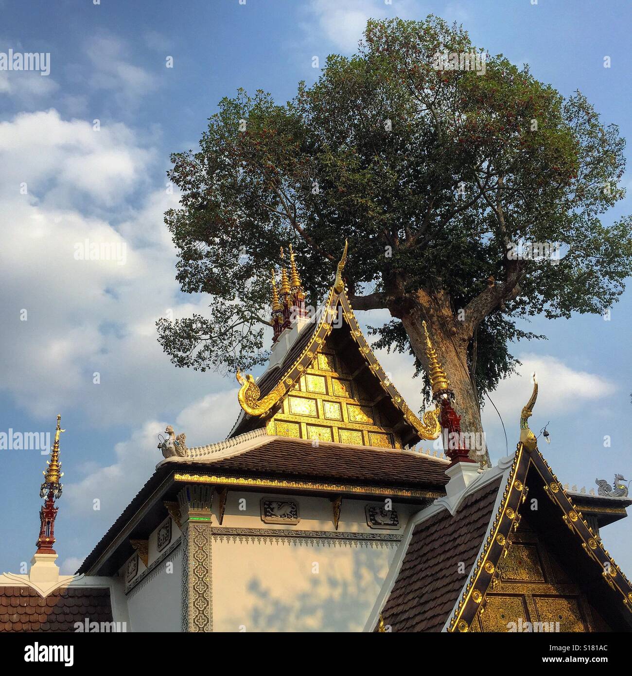 Thai-Tempel Wat Chedi Luang Dach mit einem gigantischen Baum Baldachin auf dem Hintergrund, Chiang Mai, Thailand Stockfoto