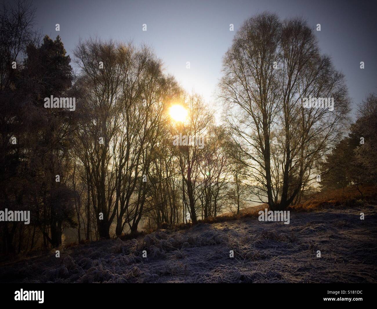 Winterbäume Silhouette mit Sonnenlicht hinter und frostige Landschaft Stockfoto