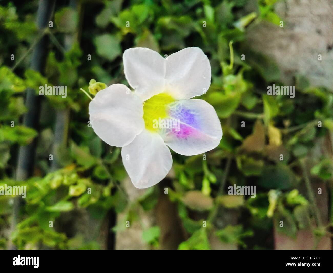 Die Blume Stockfoto