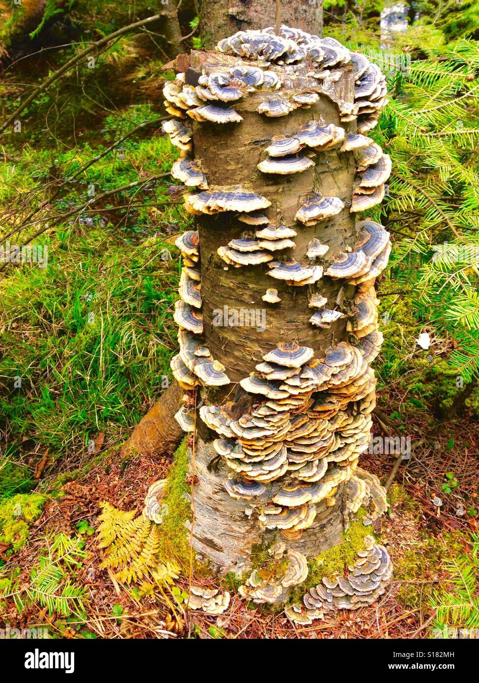 Pilze-Wald-Baumstumpf Stockfoto