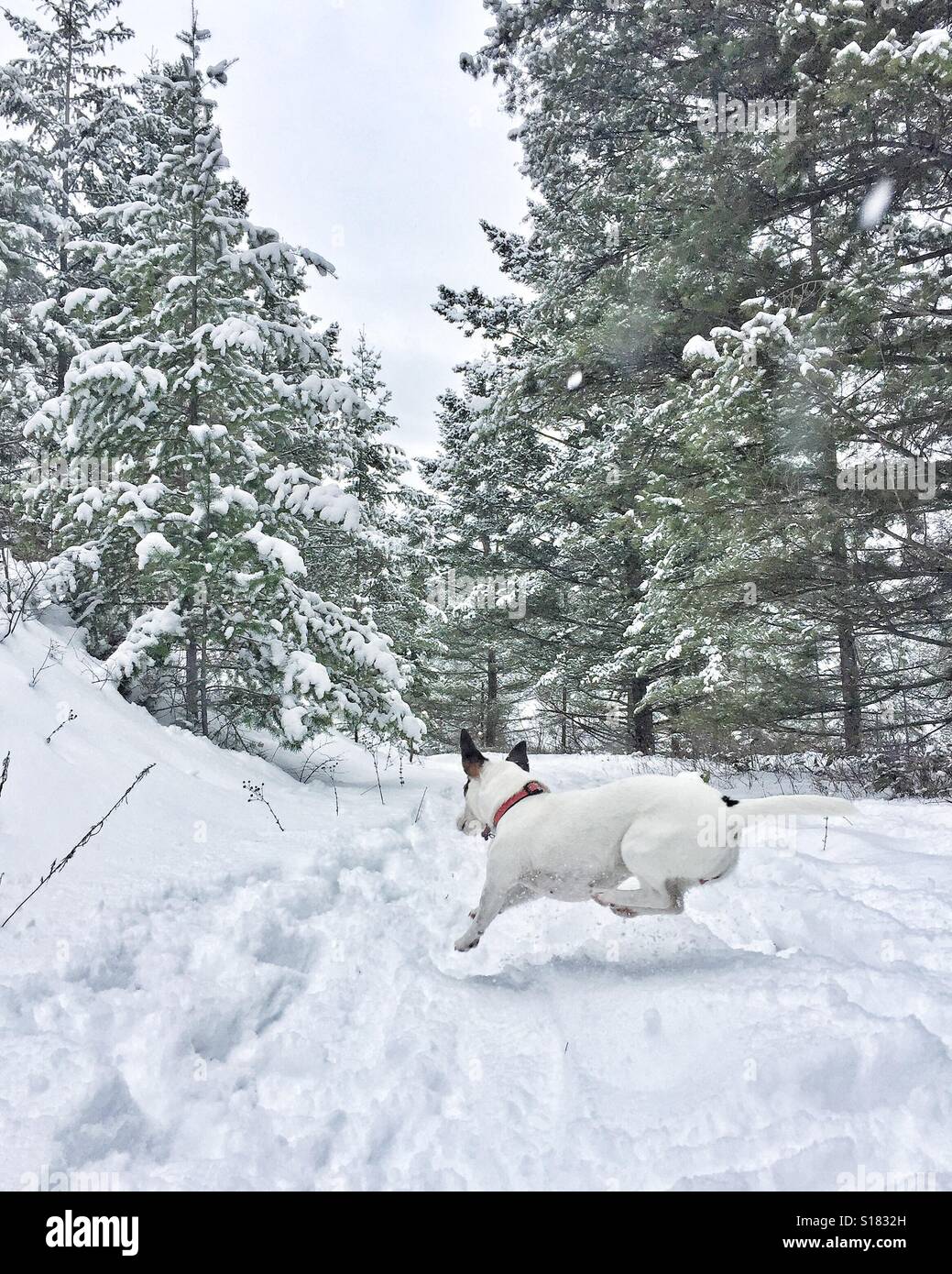 Lauffeuer der ein kleiner Hund springt über einen verschneiten Trail im Wald. Hellen bearbeiten. - Smartphone-aufgenommenes Stockfoto