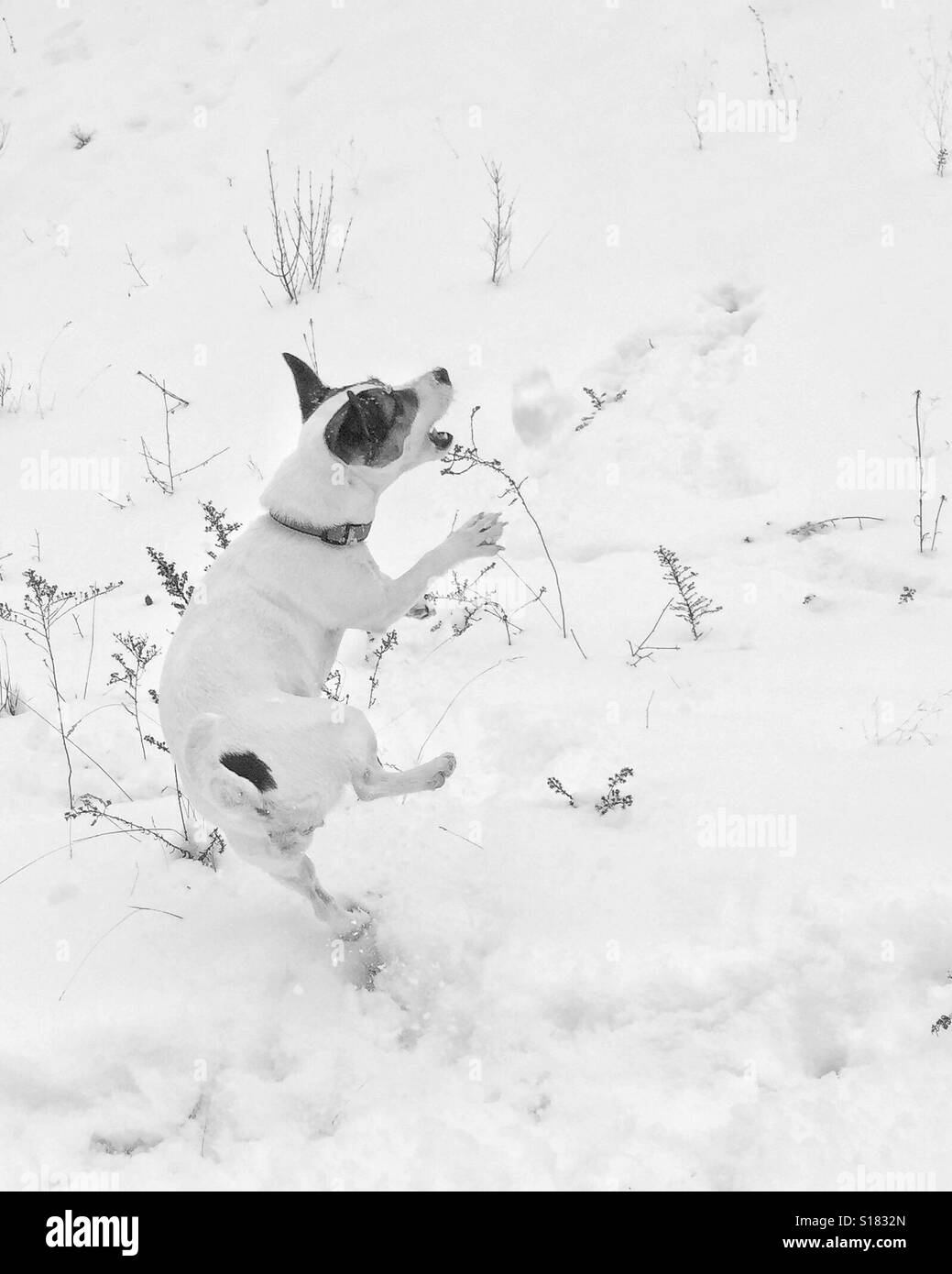 Hund in die Luft springen, während die Schneebälle fangen. Schwarz / weiß bearbeiten. - Smartphone-aufgenommenes Stockfoto