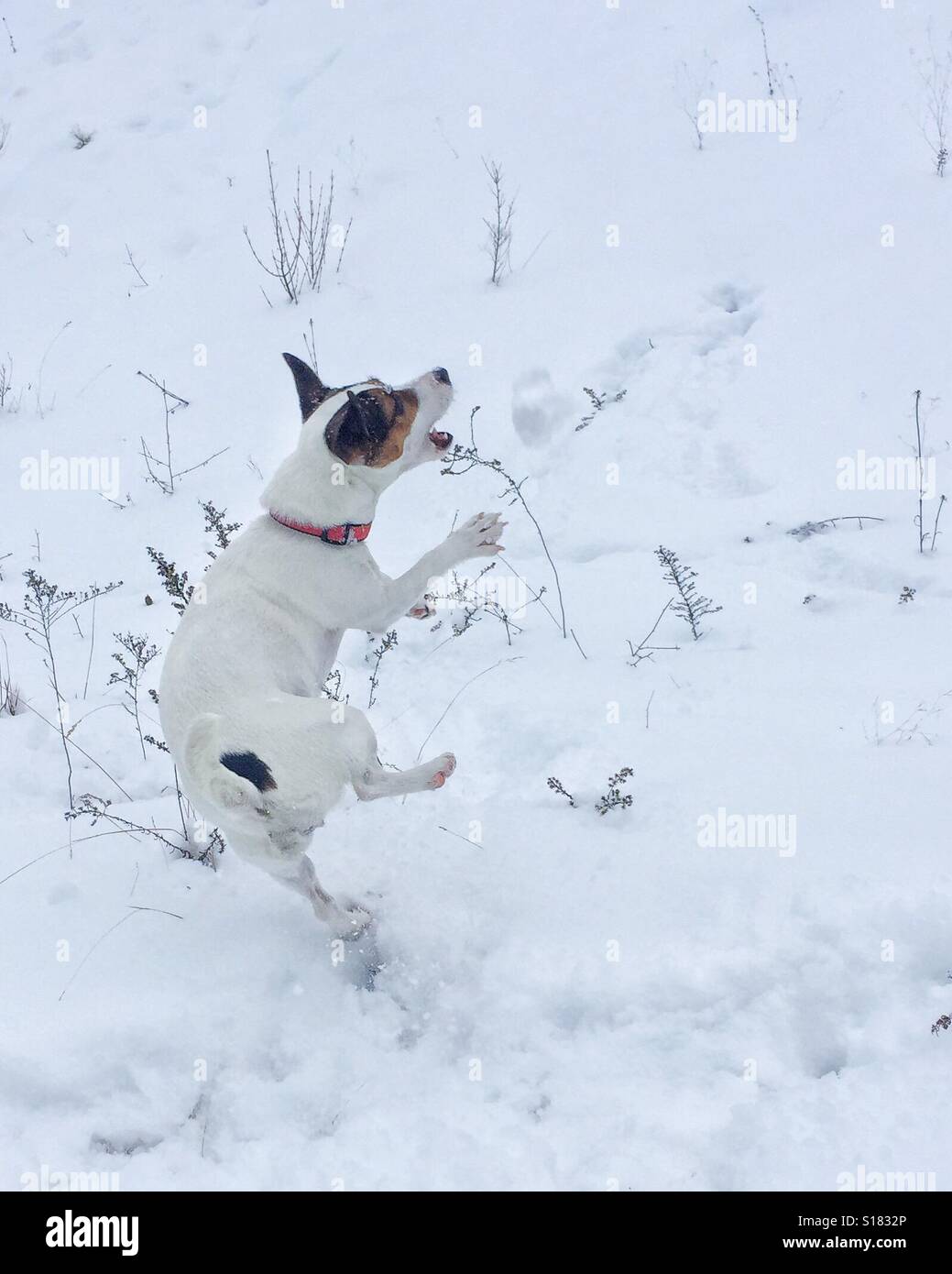 Jack Russell Terrier Hund springen fangen Schneebälle im Freien. Stockfoto