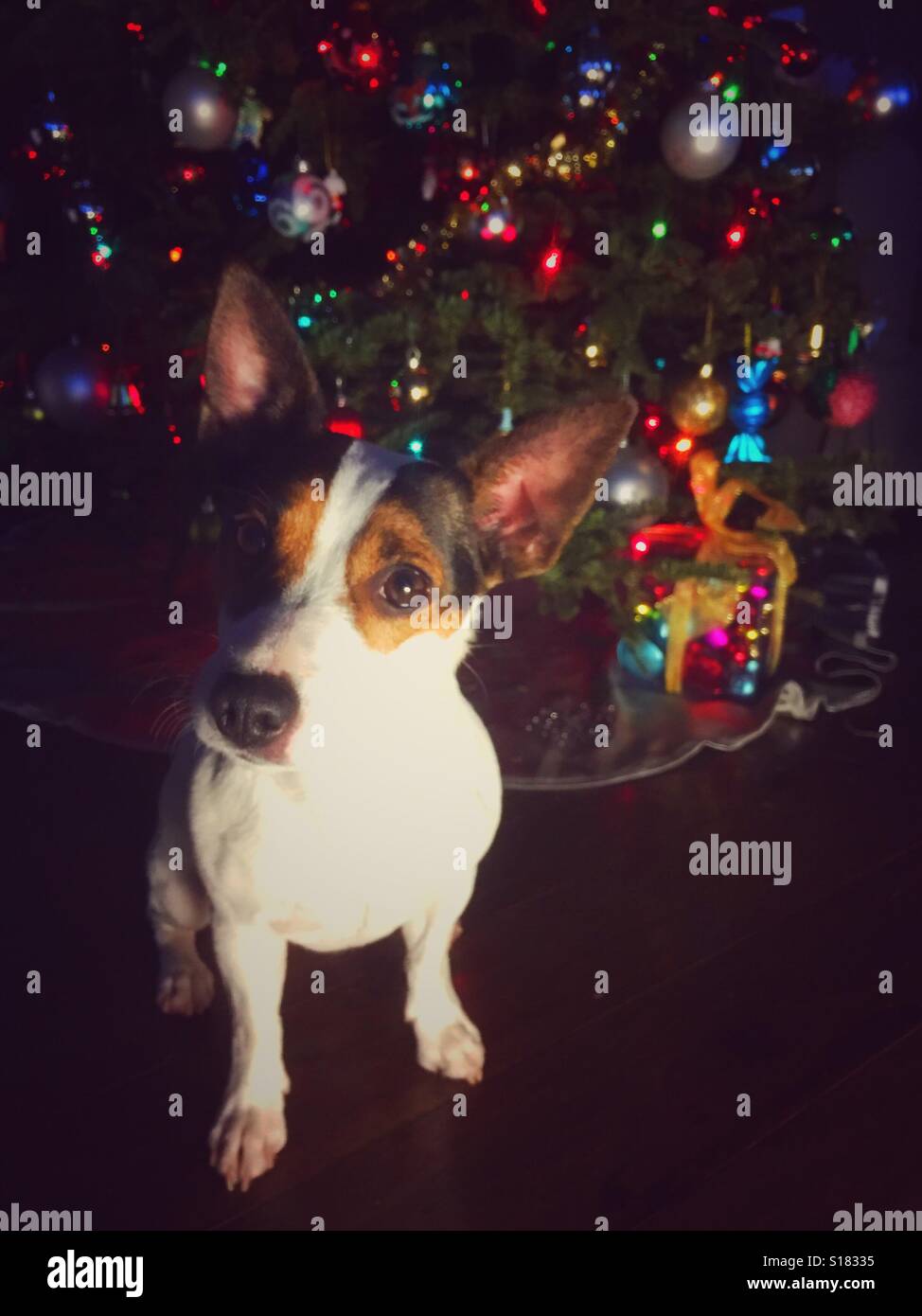 Kleiner Hund sitzt vor Weihnachtsbaum Blick in die Kamera. - Smartphone-aufgenommenes Stockfoto