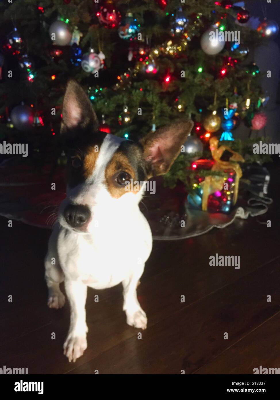 Hund sitzt vor einem Weihnachtsbaum in die Kamera schaut. - Smartphone-aufgenommenes Stockfoto