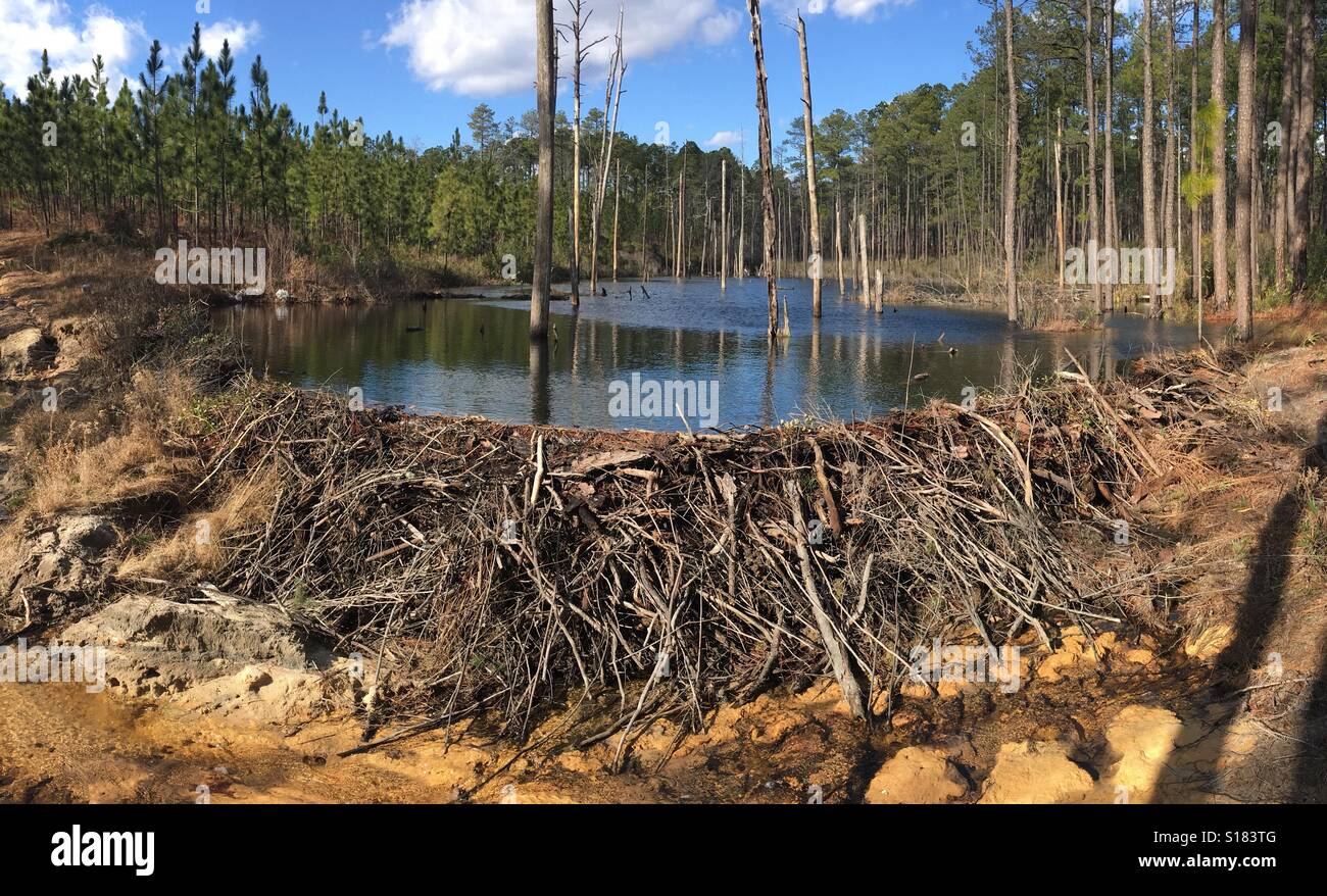 Beaver dam und Teich, Lee County, North Carolina, USA Stockfoto