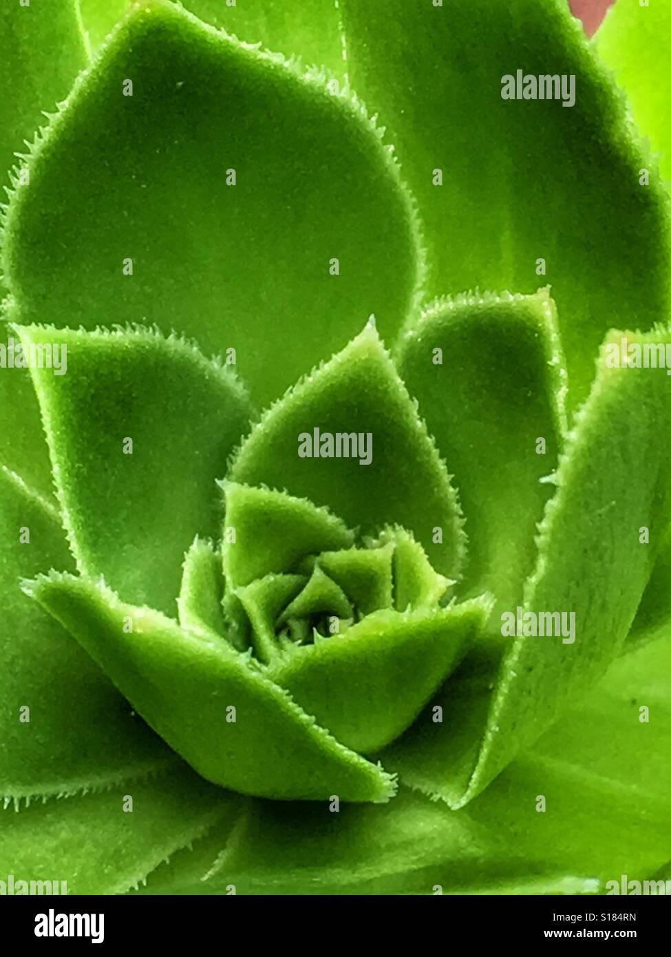 Aeonium, grüne Sukkulente Stockfoto