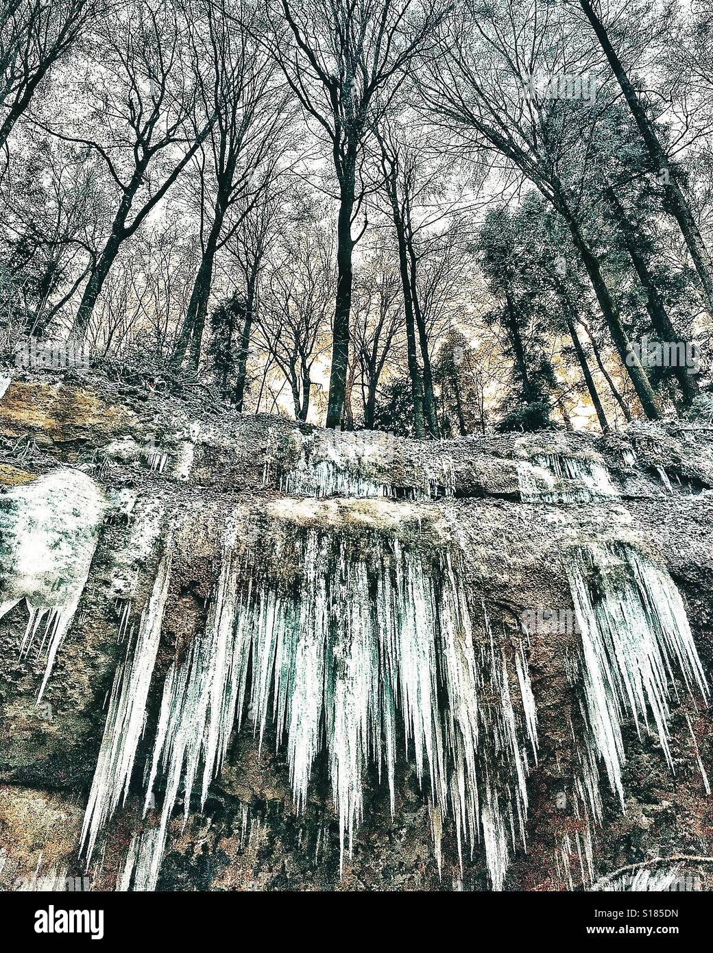 Dramatische Eiszapfen hängen von der Seite einer Schlucht, mit Bäumen oben Stockfoto