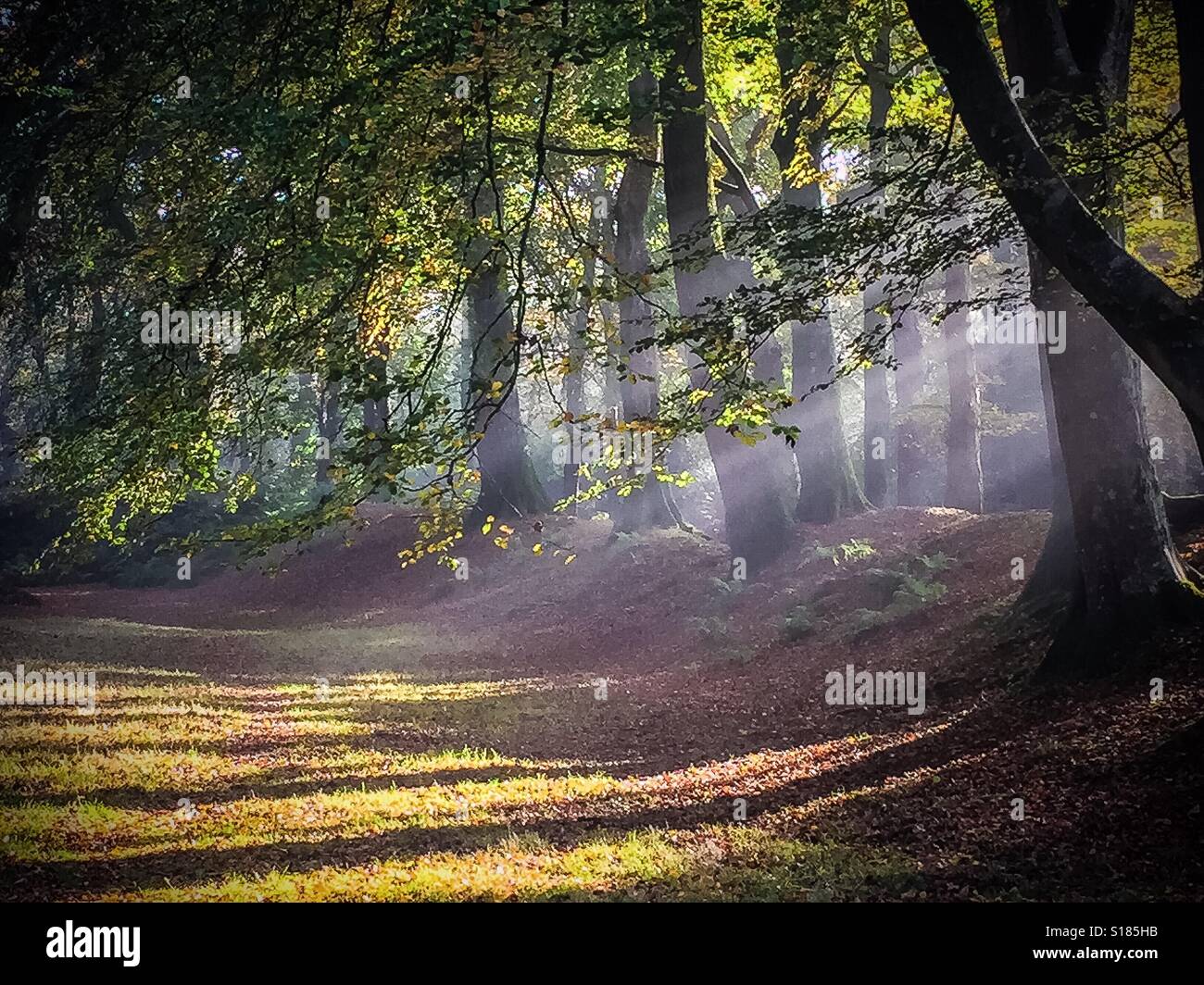 Welle des Lichtes durch Rotbuchen auf prähistorische Stätte, East Devon, UK. Natureshot bei Blackberry camp Stockfoto