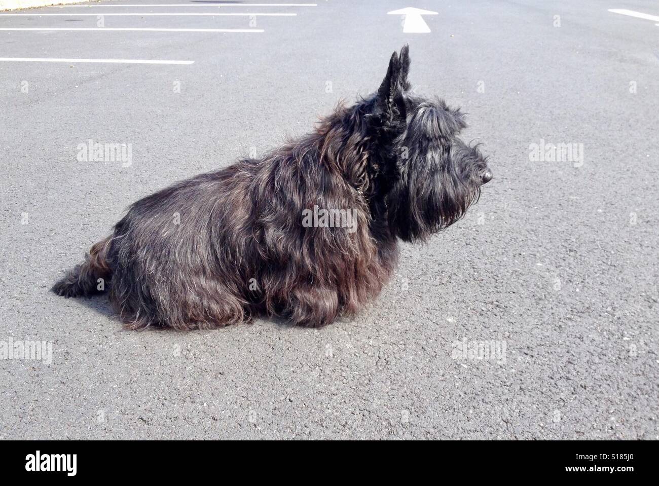 Scottie Hund Überwachung ein Parkplatz zur Verfügung Stockfoto