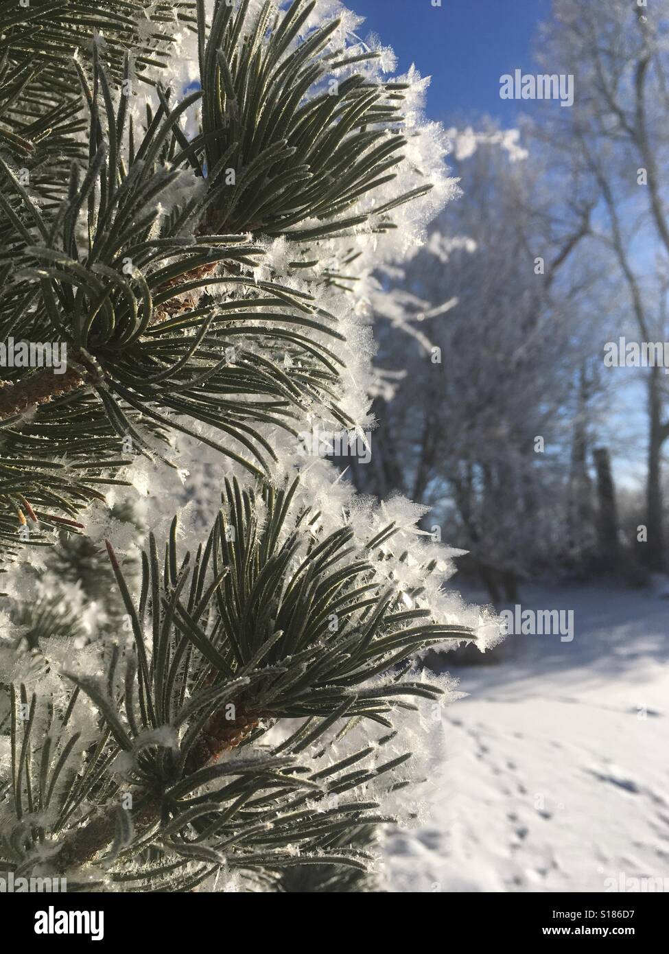 Gefiederten frost Stockfoto