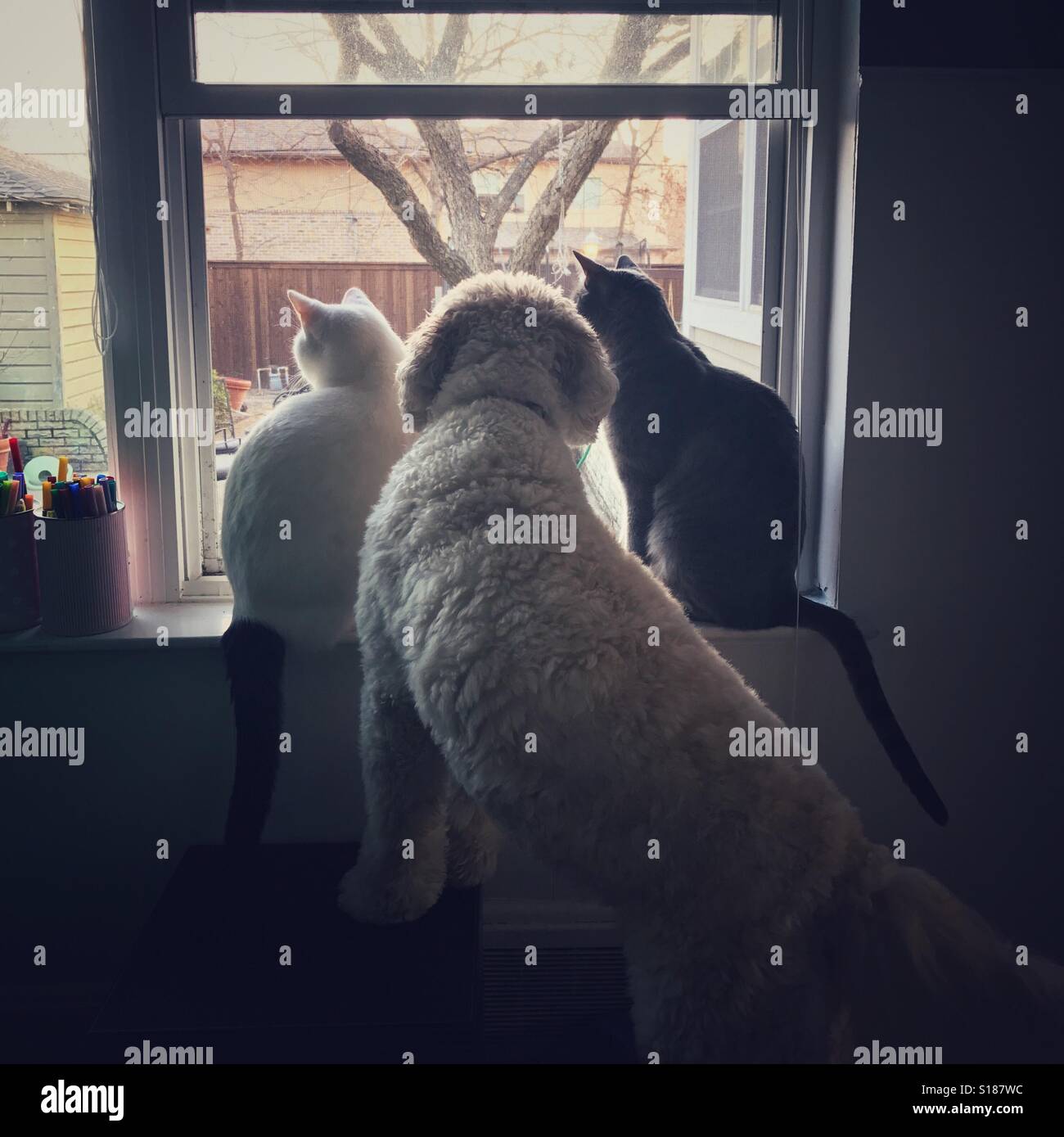Zwei Katzen und ein Hund sind fasziniert von etwas außerhalb des Fensters. Stockfoto
