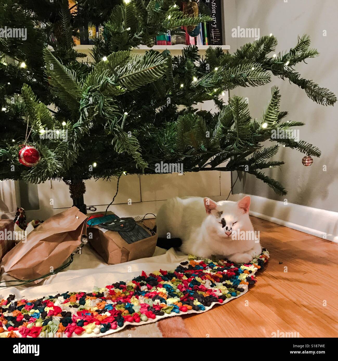Weiße Katze entspannt unter dem Weihnachtsbaum. Stockfoto