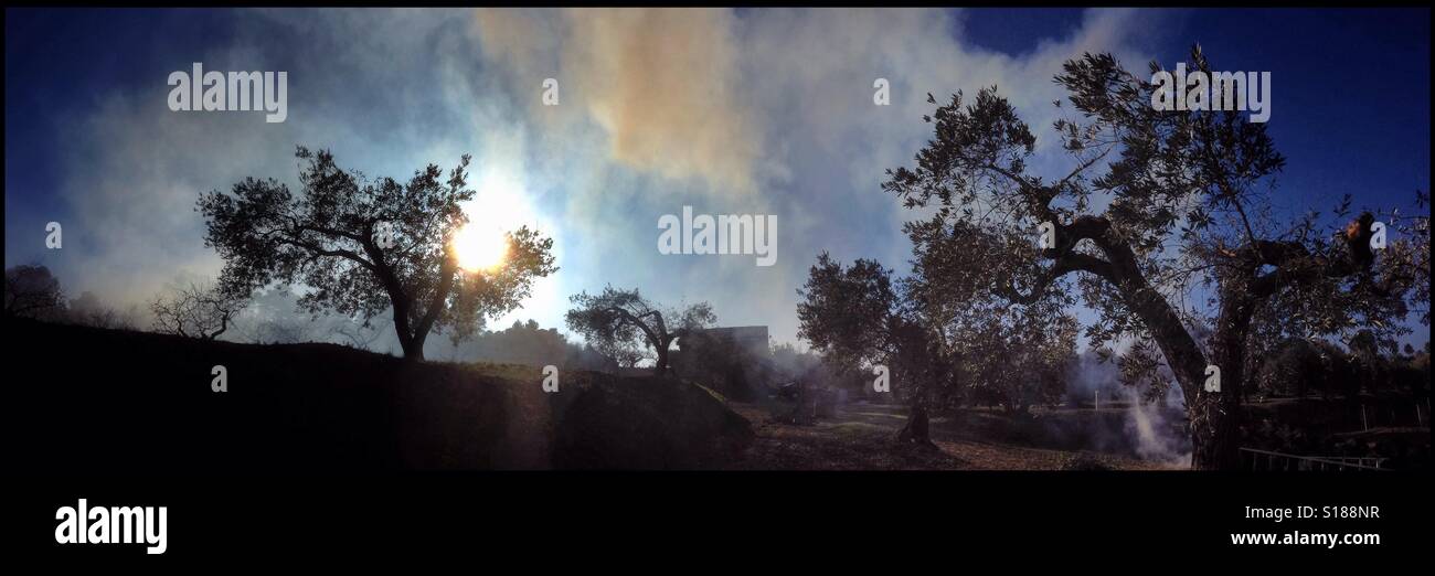 Brennende Olivenzweige während der saisonalen Beschneidung der Olivenbäume, Katalonien, Spanien. Stockfoto