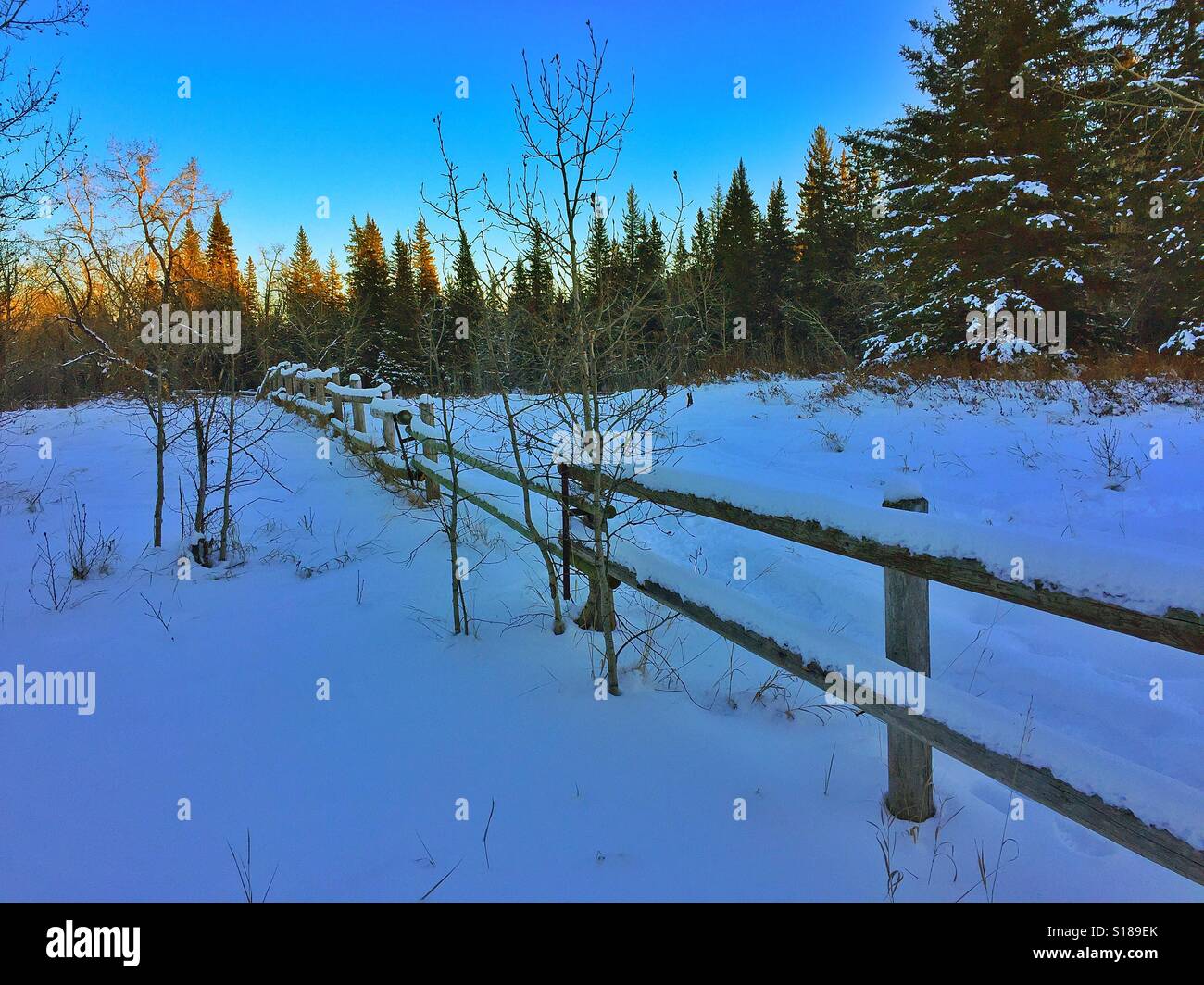 Schneebedeckte, Zaun, Fish Creek Park, Calgary, - Smartphone-aufgenommenes Stockfoto