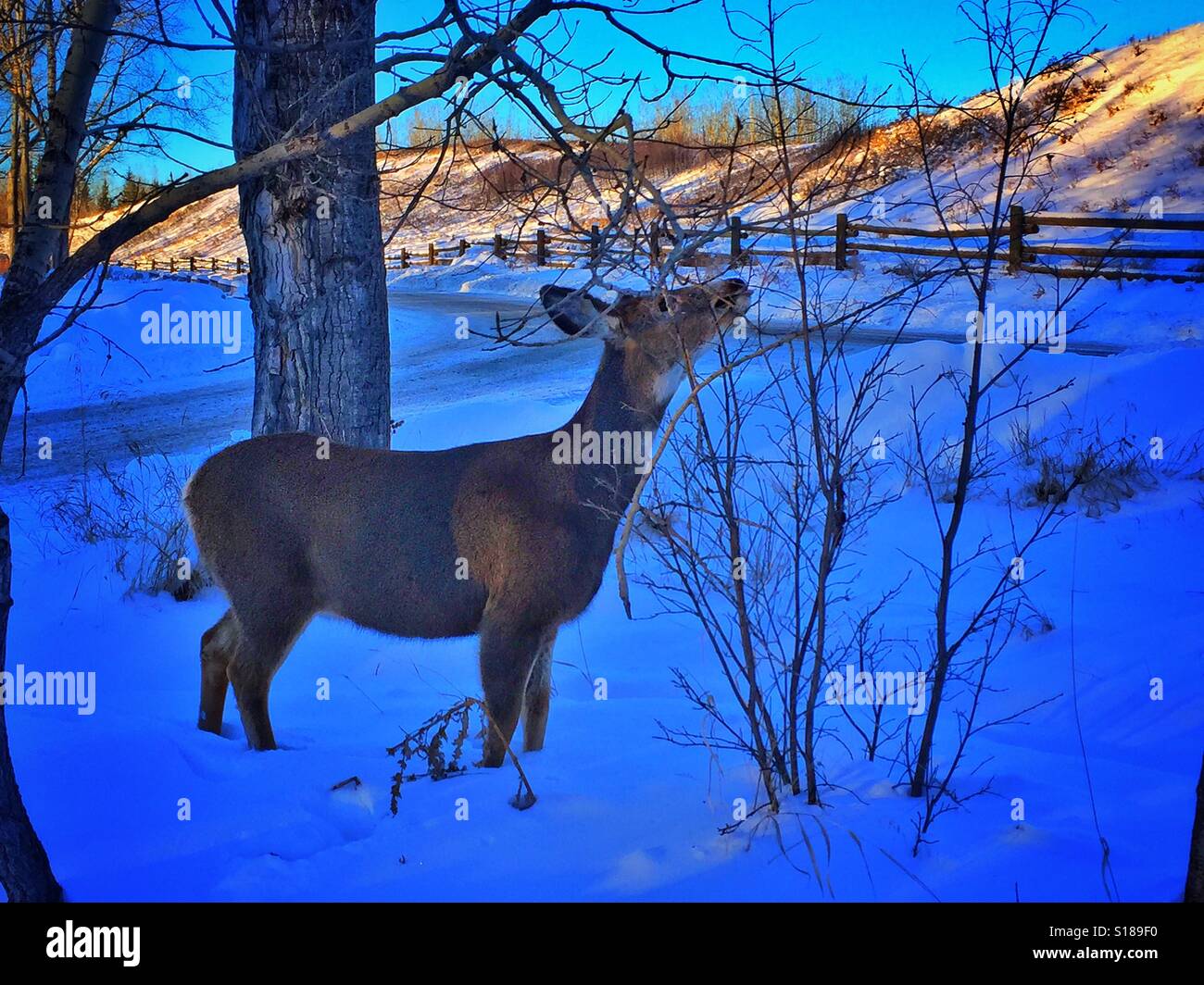 Maultier-Rotwild - Don Baccus auf einem Stadtpark, Shannon Terrasse, Fish Creek Park und Schnee bedeckt Zaun, Fish Creek Park, Calgary, Kanada - Smartphone-aufgenommenes Stockfoto