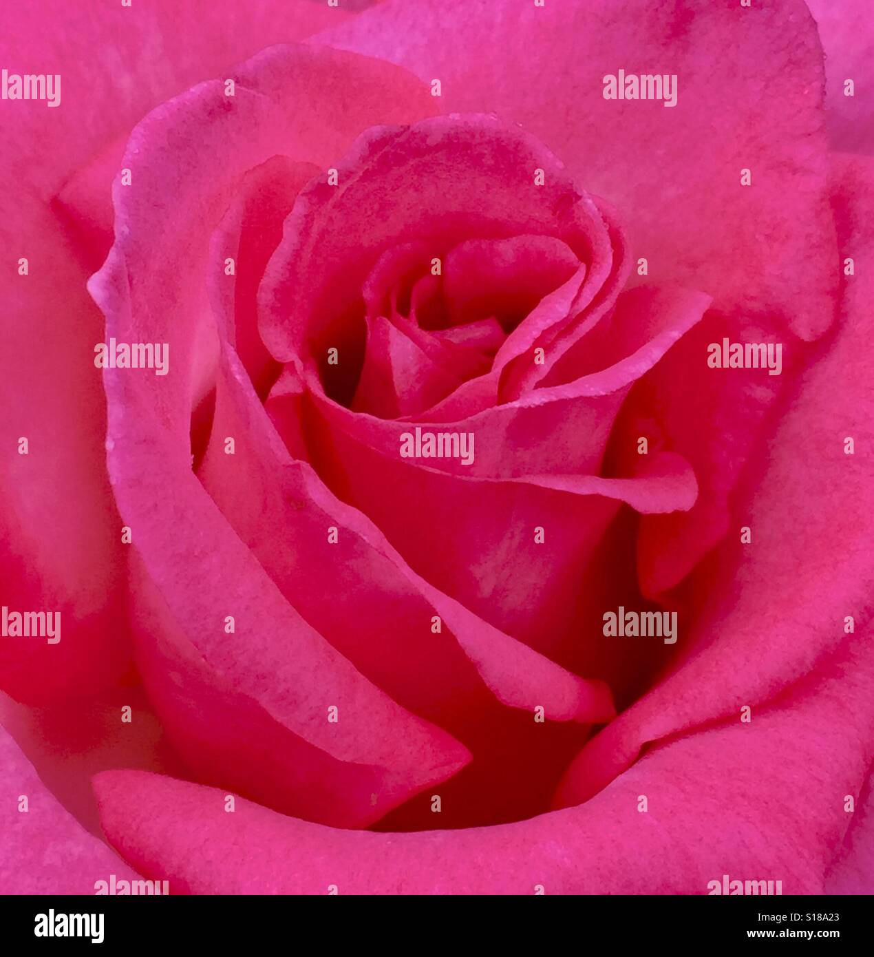 Schließen Sie Blütenblätter einer roten rose Stockfoto