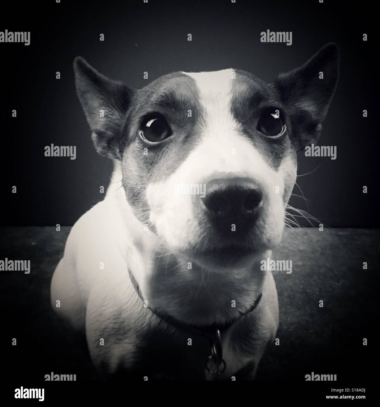 Nahaufnahme des Hundes Blick in die Kamera. Schwarz und weiß. - Smartphone-aufgenommenes Stockfoto