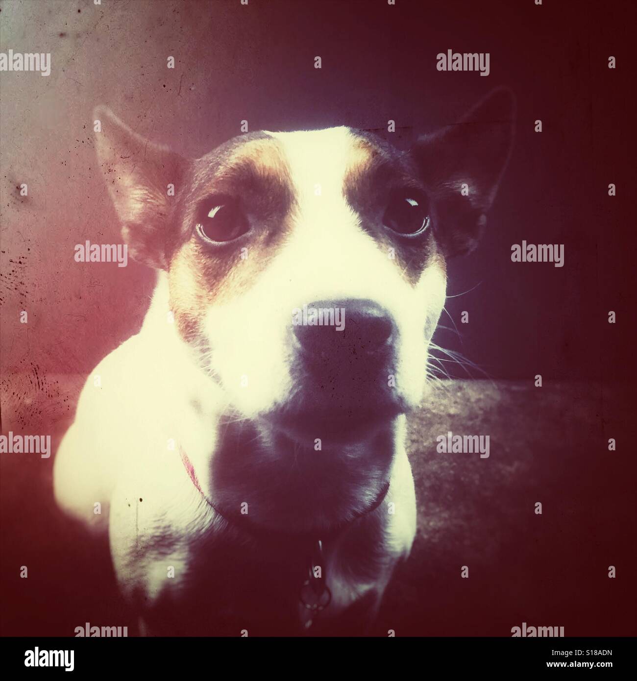 Nahaufnahme von einem Jack Russell Terrier Hund schaut in die Kamera. Distressed bearbeiten. - Smartphone-aufgenommenes Stockfoto