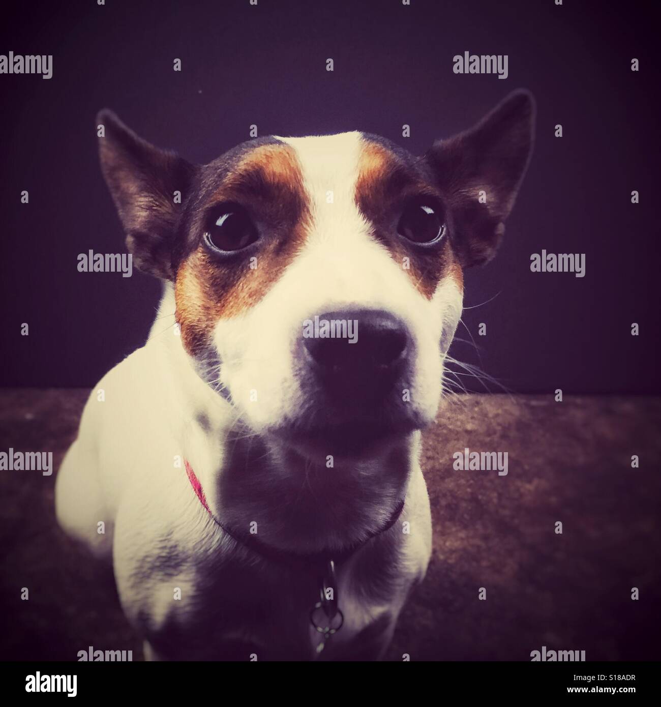 Nahaufnahme von einem Jack Russell Terrier aufmerksam in die Kamera schaut. - Smartphone-aufgenommenes Stockfoto