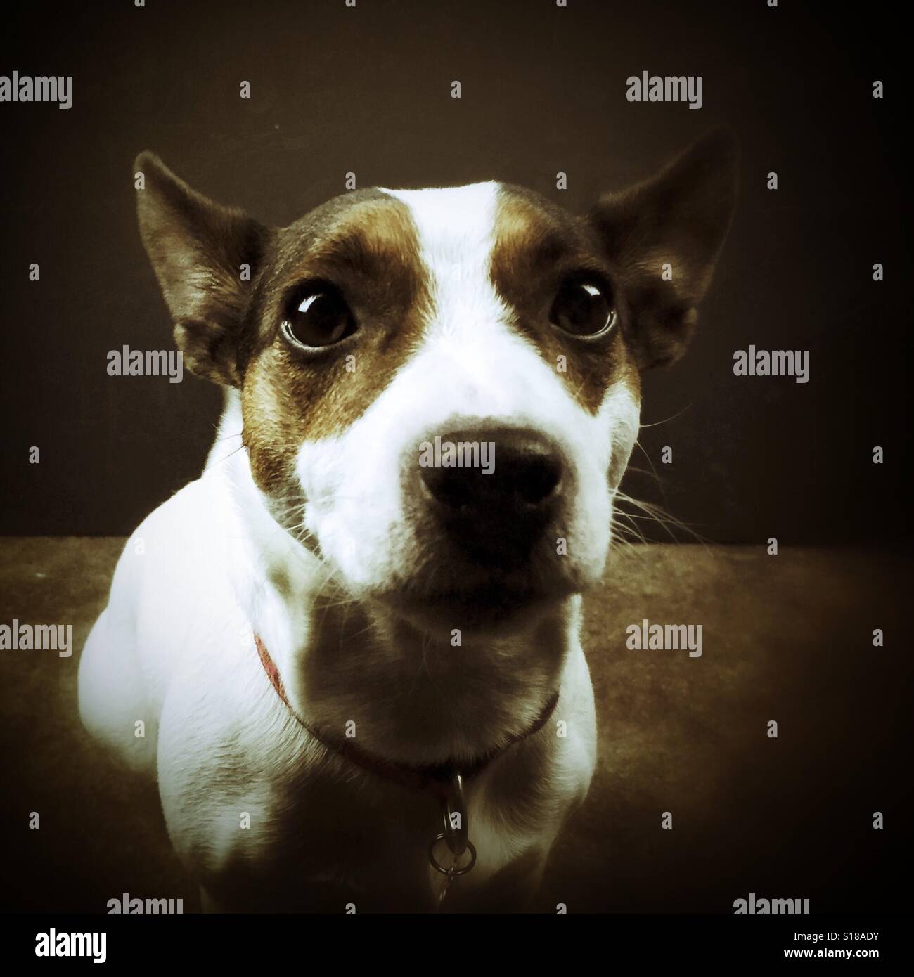 Nahaufnahme des Gesichts eines Hundes. Brauntöne. - Smartphone-aufgenommenes Stockfoto