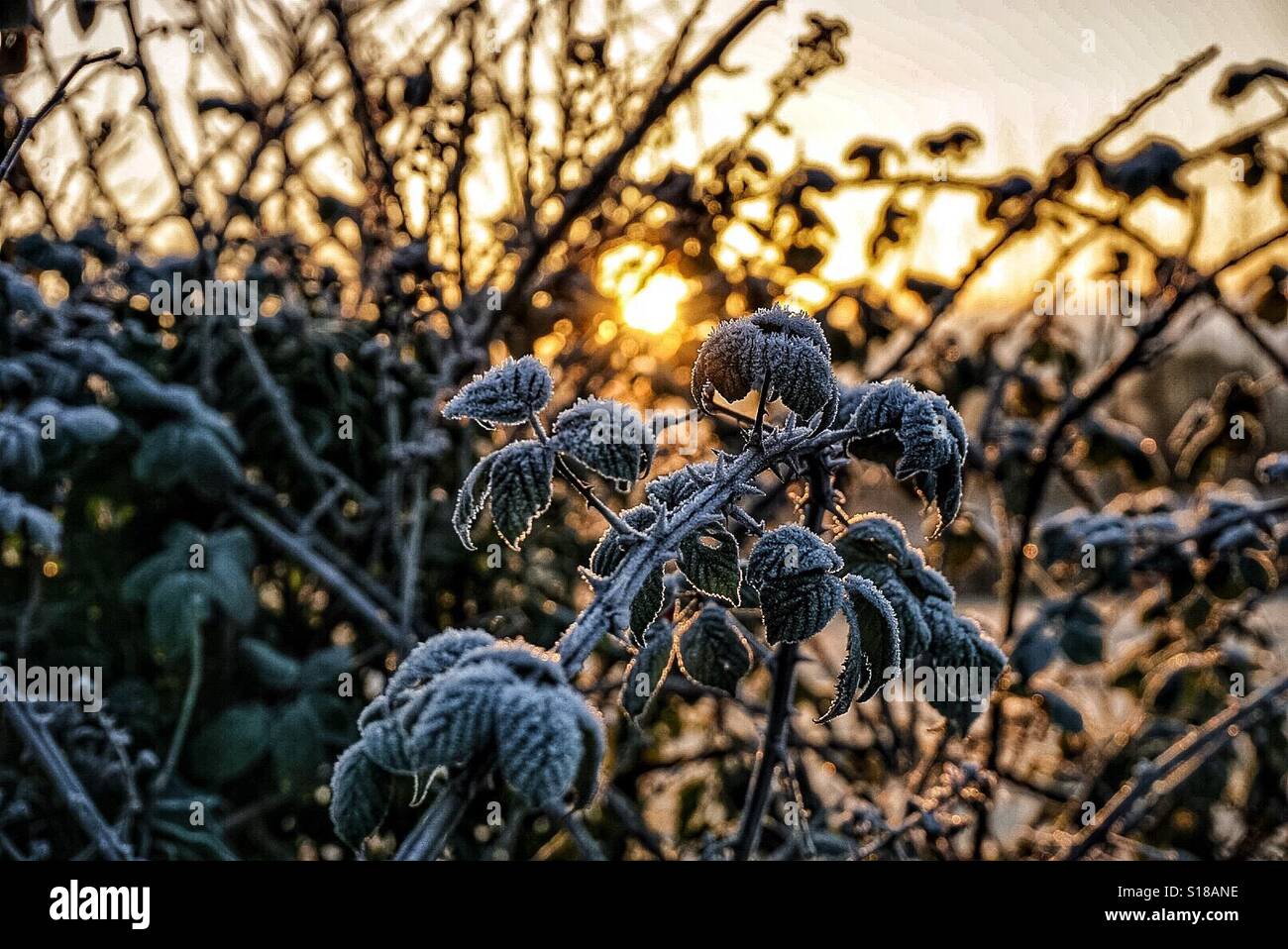 Winter mit Frost Sonnenaufgang Stockfoto