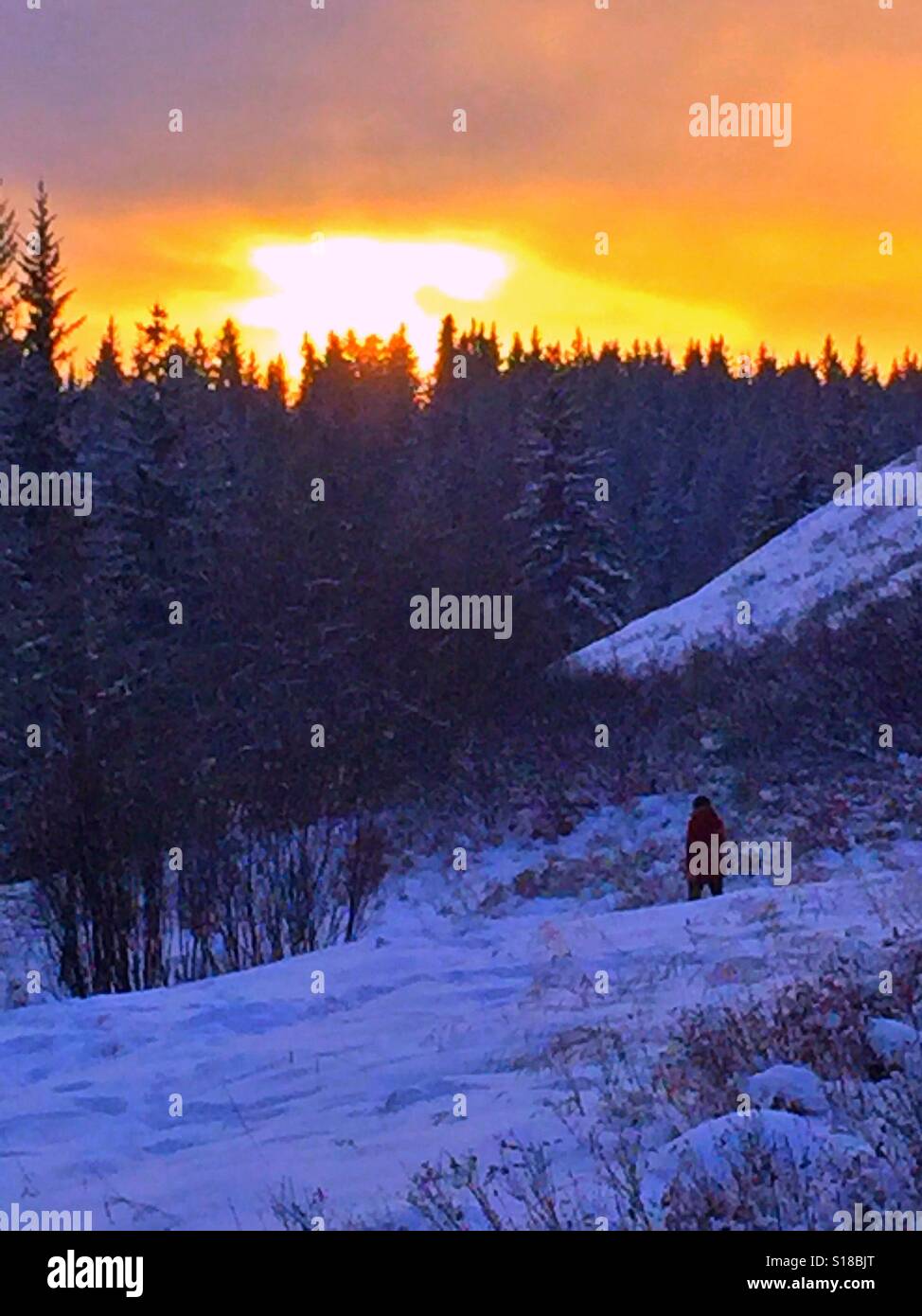 Wandern in Bebo Grove bei Sonnenuntergang, Fish Creek Park, Calgary, Alberta, Kanada - Smartphone-aufgenommenes Stockfoto