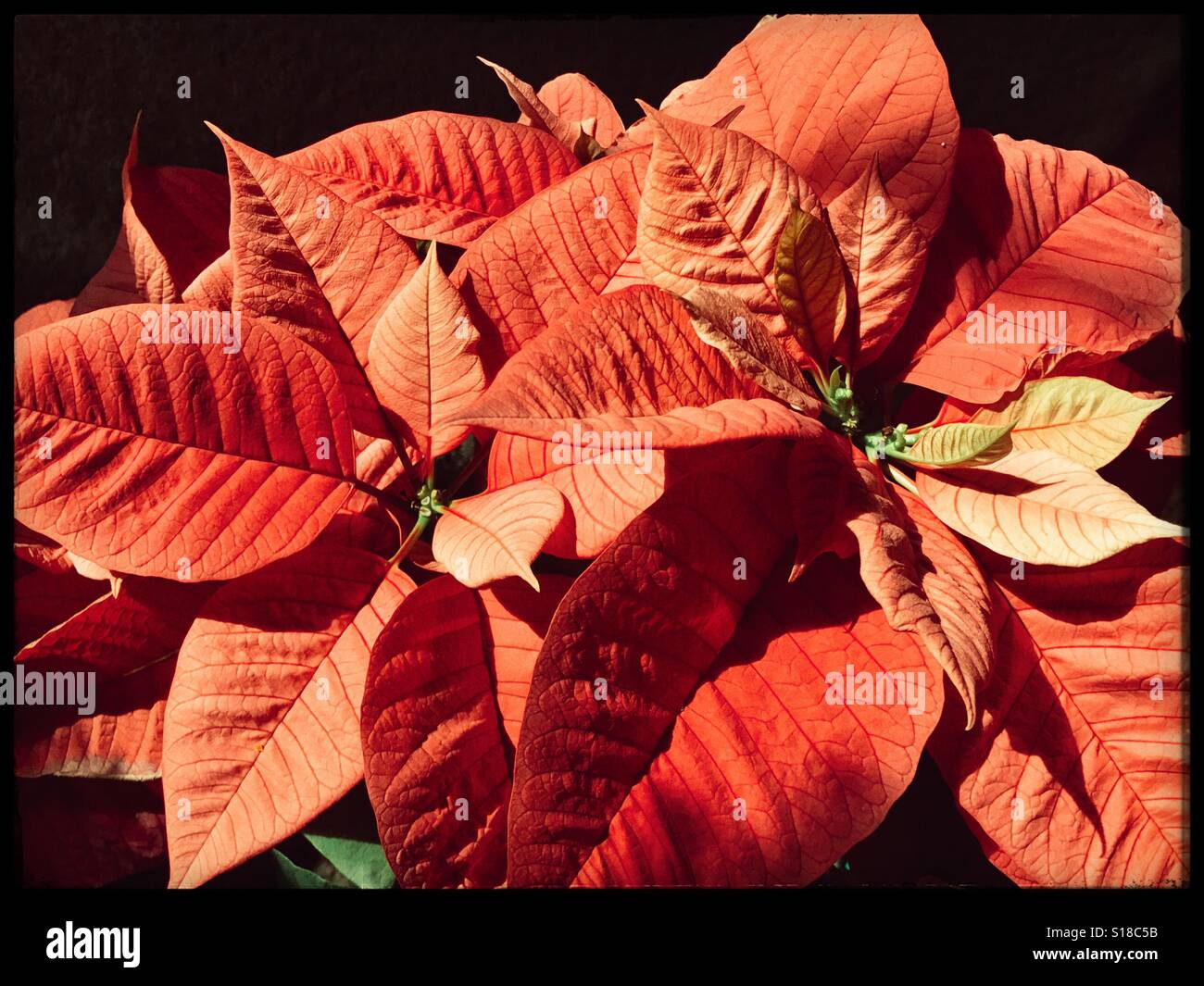 Lebendige Weihnachtsstern blüht im warmen Sonnenlicht auf dunklem Hintergrund, Euphorbia pulcherrima Stockfoto