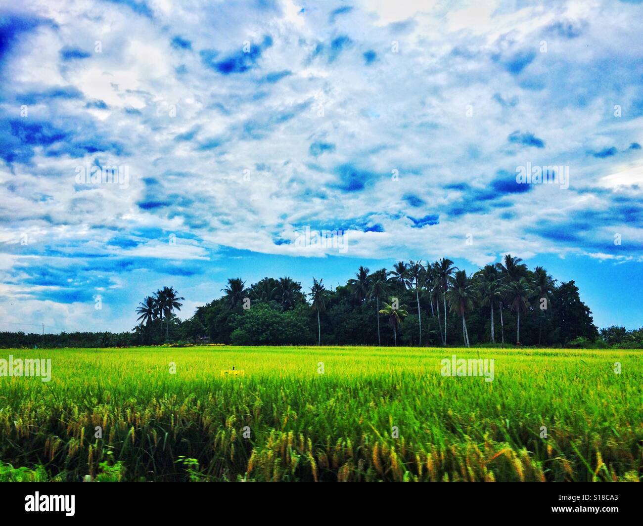 "Rice Field." Stockfoto