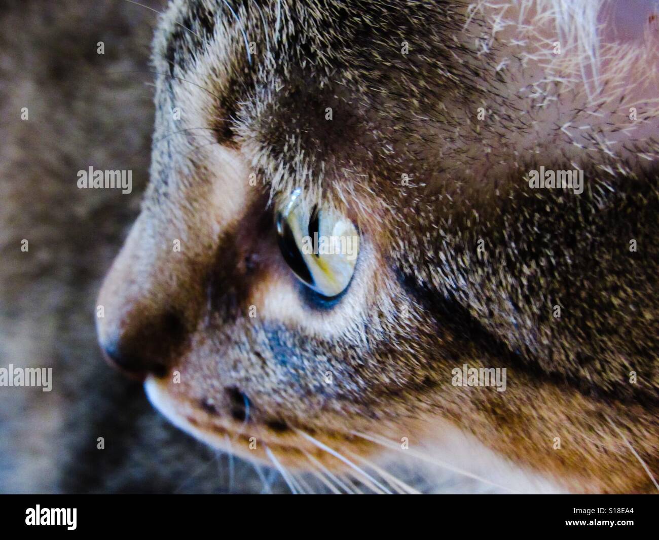 Nahaufnahme von Tabby Katze Gesicht zeigt Schnurrhaare und Auge im detail Stockfoto