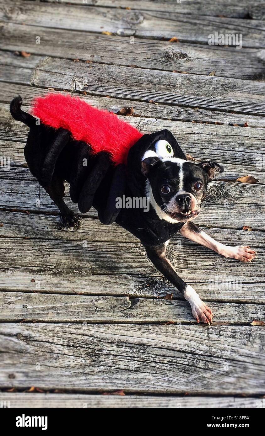 Hundespinne -Fotos und -Bildmaterial in hoher Auflösung – Alamy