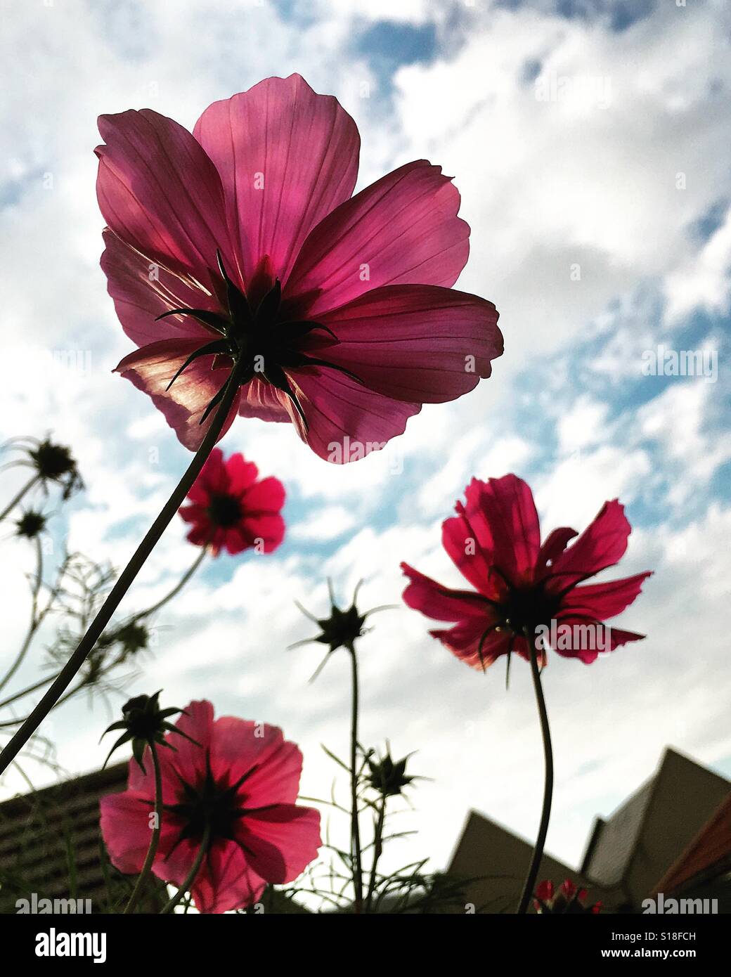 Blick auf die letzten Cosmos Blumen des Herbstes Stockfoto