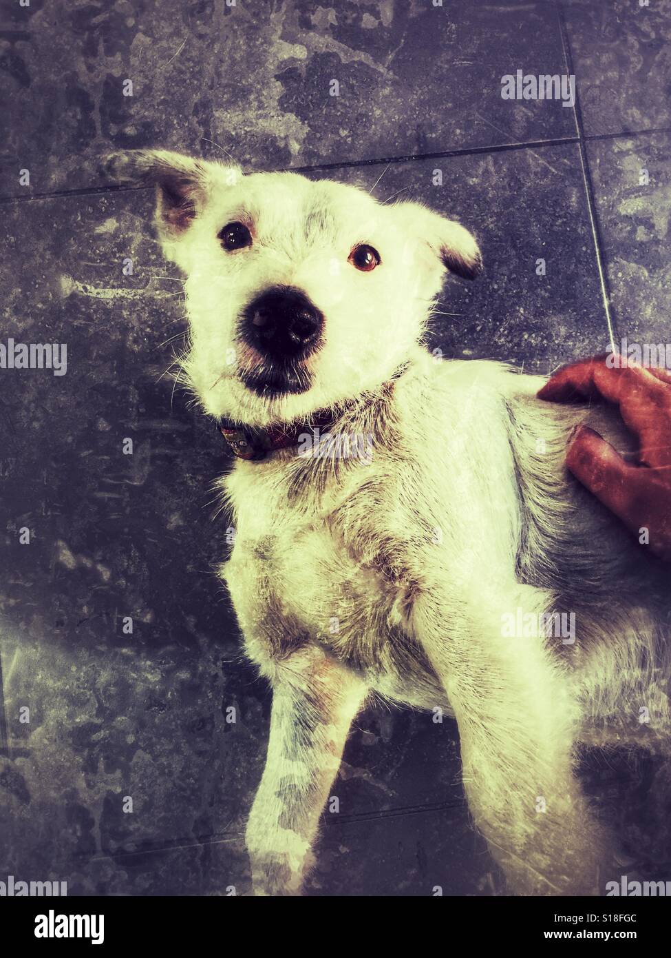 Jack Russell Terrier - Smartphone-aufgenommenes Stockfoto