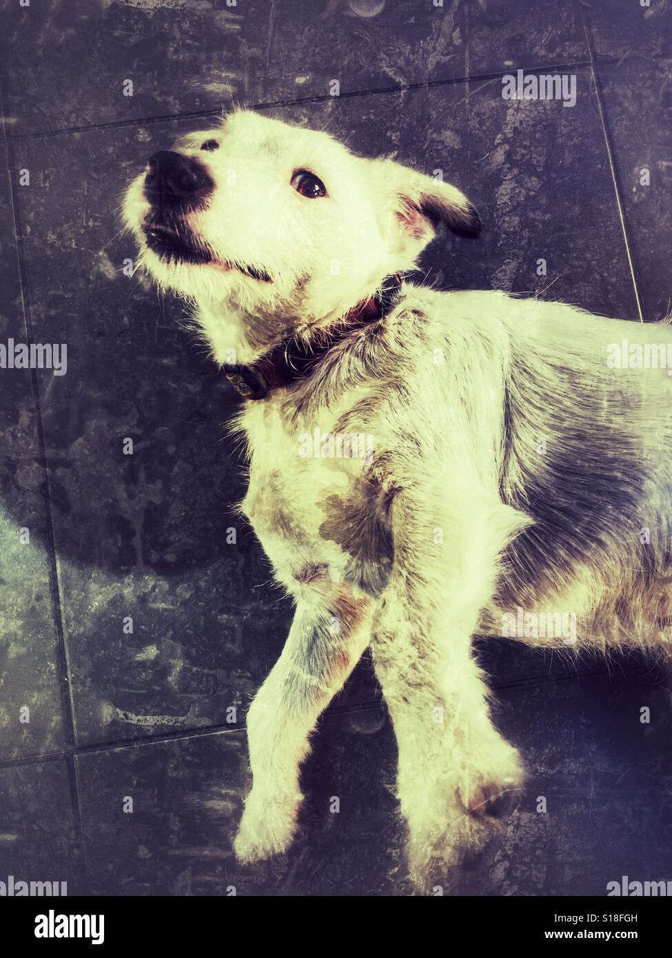Jack Russell Terrier auf dem Boden liegend - Smartphone-aufgenommenes Stockfoto