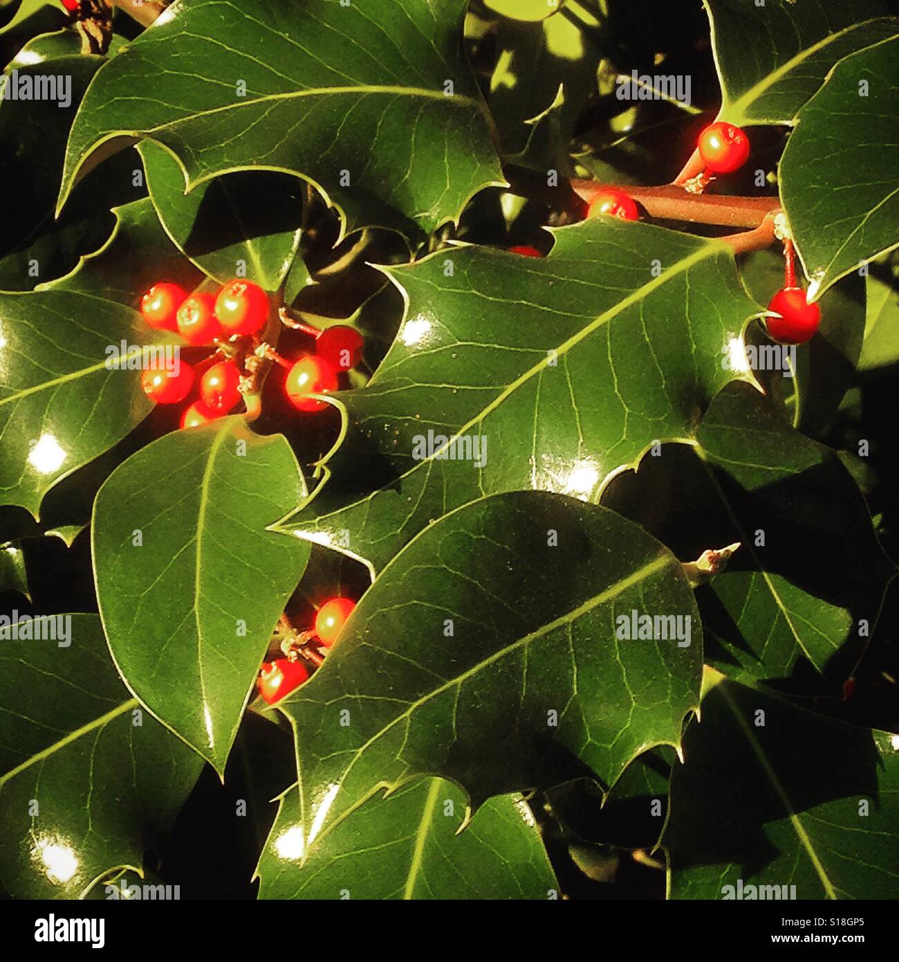 Stechpalmenblätter und Beeren. Mobiltelefon-Foto mit einem Telefon oder Tablet Nachverarbeitung. - Smartphone-aufgenommenes Stockfoto