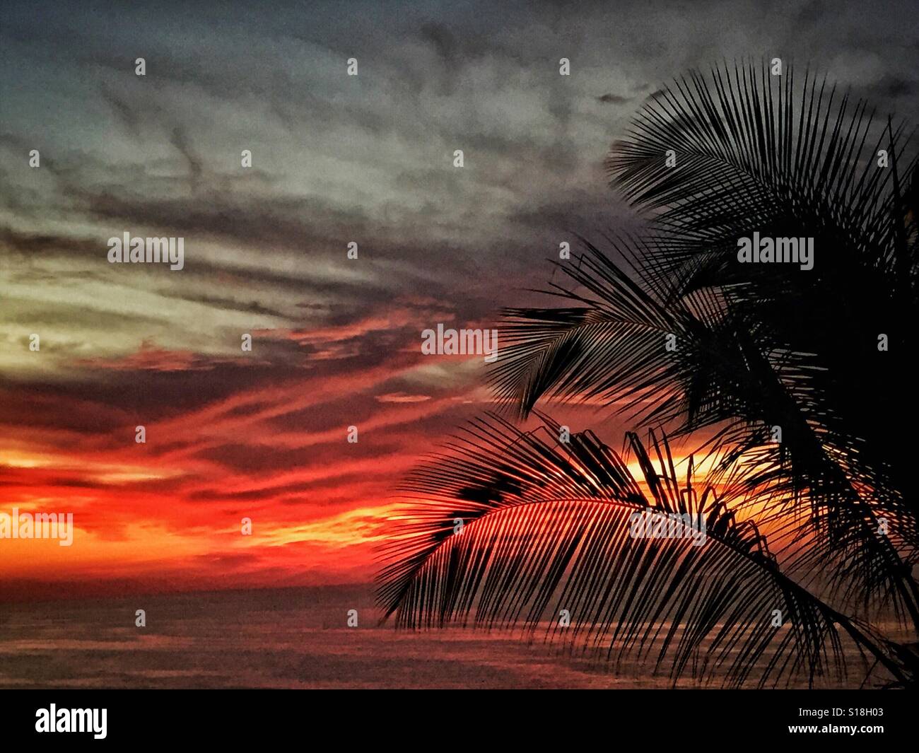 Palme Wedel Sway im Vordergrund einen schönen Sonnenuntergang Wolkengebilde in Nayarit, Mexiko. Stockfoto