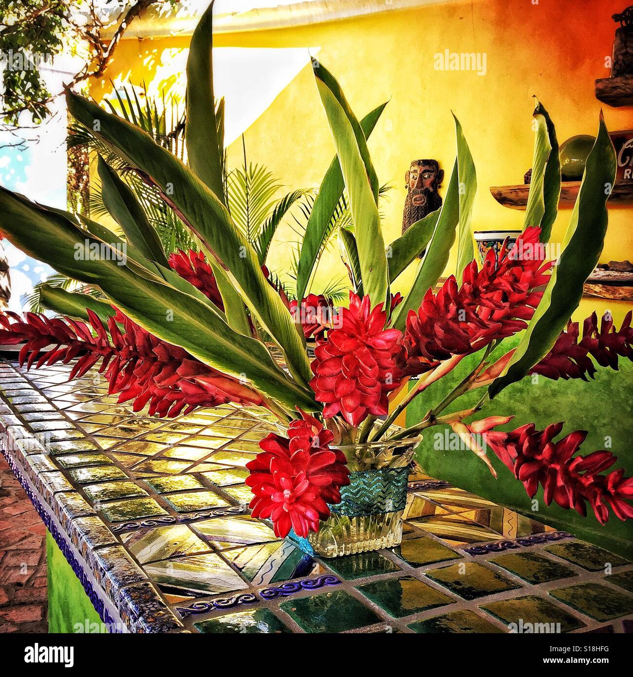 Eine markante rote Ingwertee Blütenpracht ziert die Leiste Claras Pub in Las Huertas Golf Club in San Pancho, Mexiko. Stockfoto