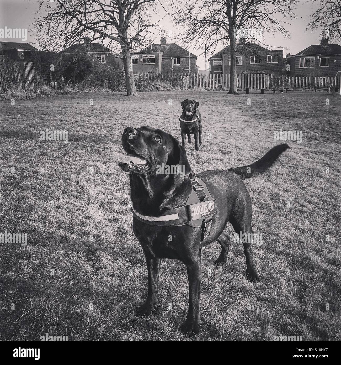 Zwei Labrador Hunde auf einem Spielfeld - Smartphone-aufgenommenes Stockfoto