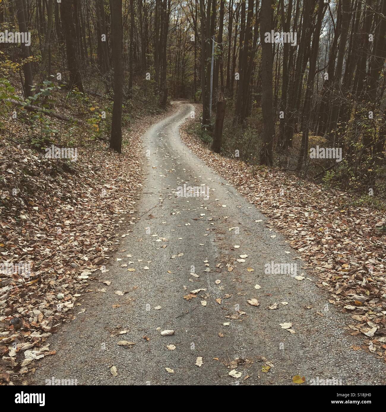 Straße am Bergwald Stockfoto