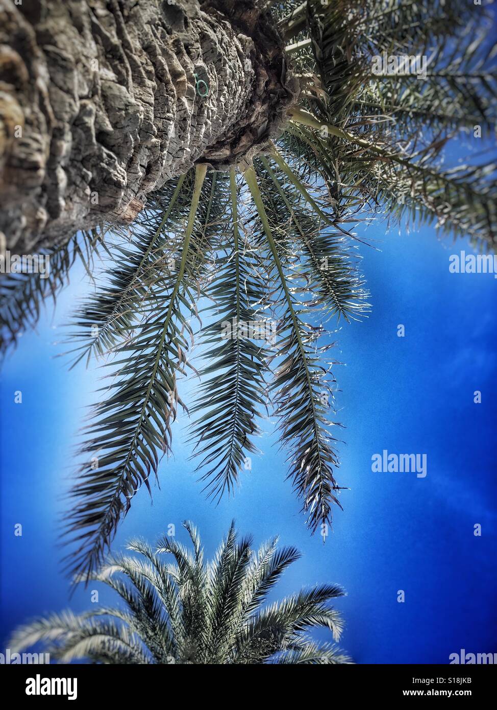 Blick auf Palmen Stockfoto
