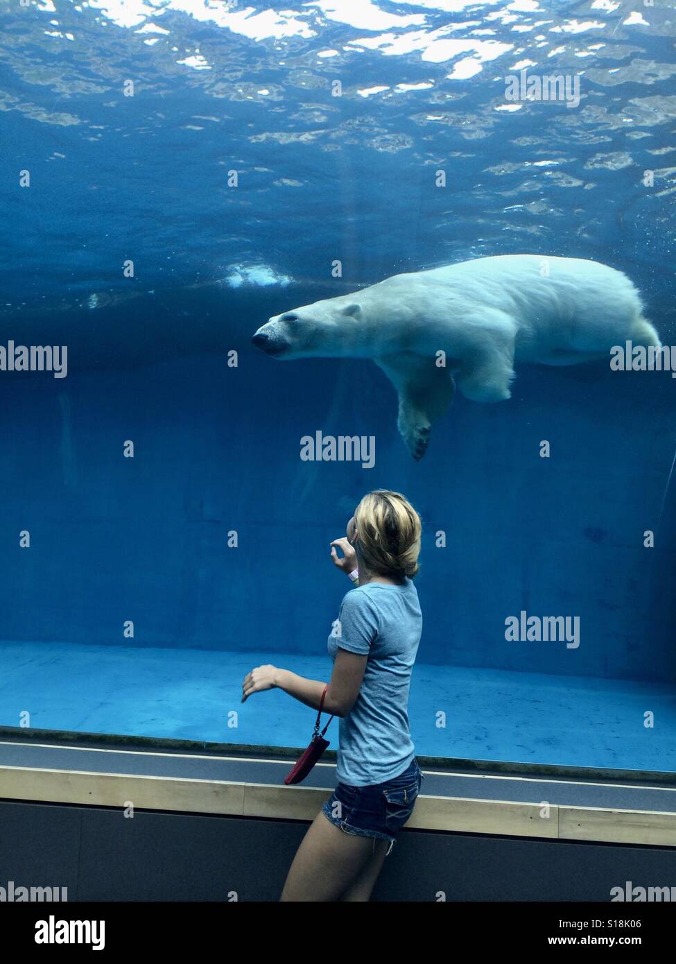 Schwimmen-Eisbär Stockfoto