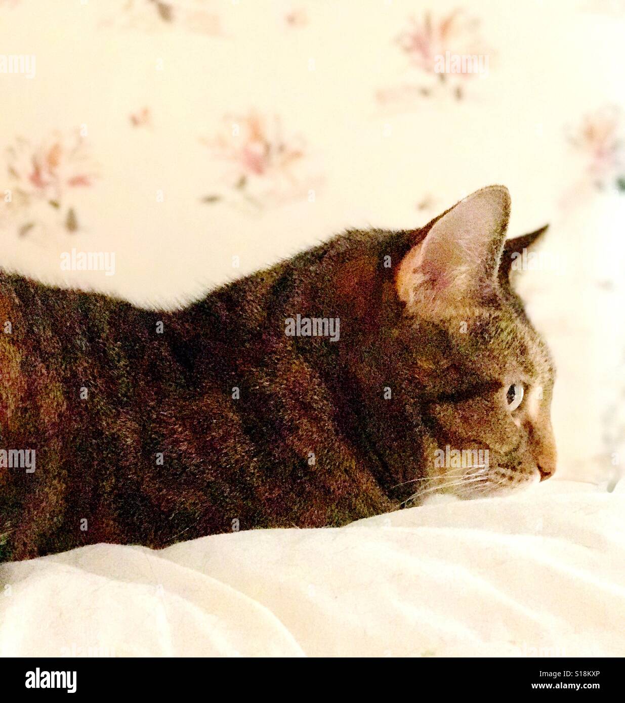 Schöne Kupfer-eyed inländischen Kurzhaar Tabby Katze Stockfoto