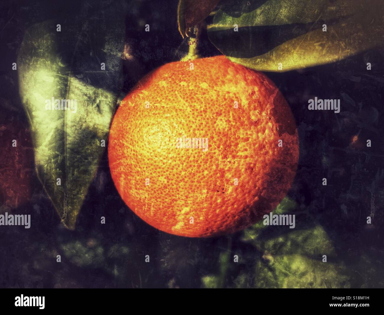 Orange auf Baum Stockfoto