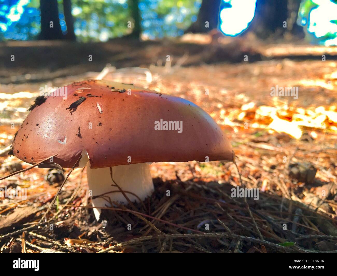 Wald-Pilz mit braunen Mütze Portrait Stockfoto