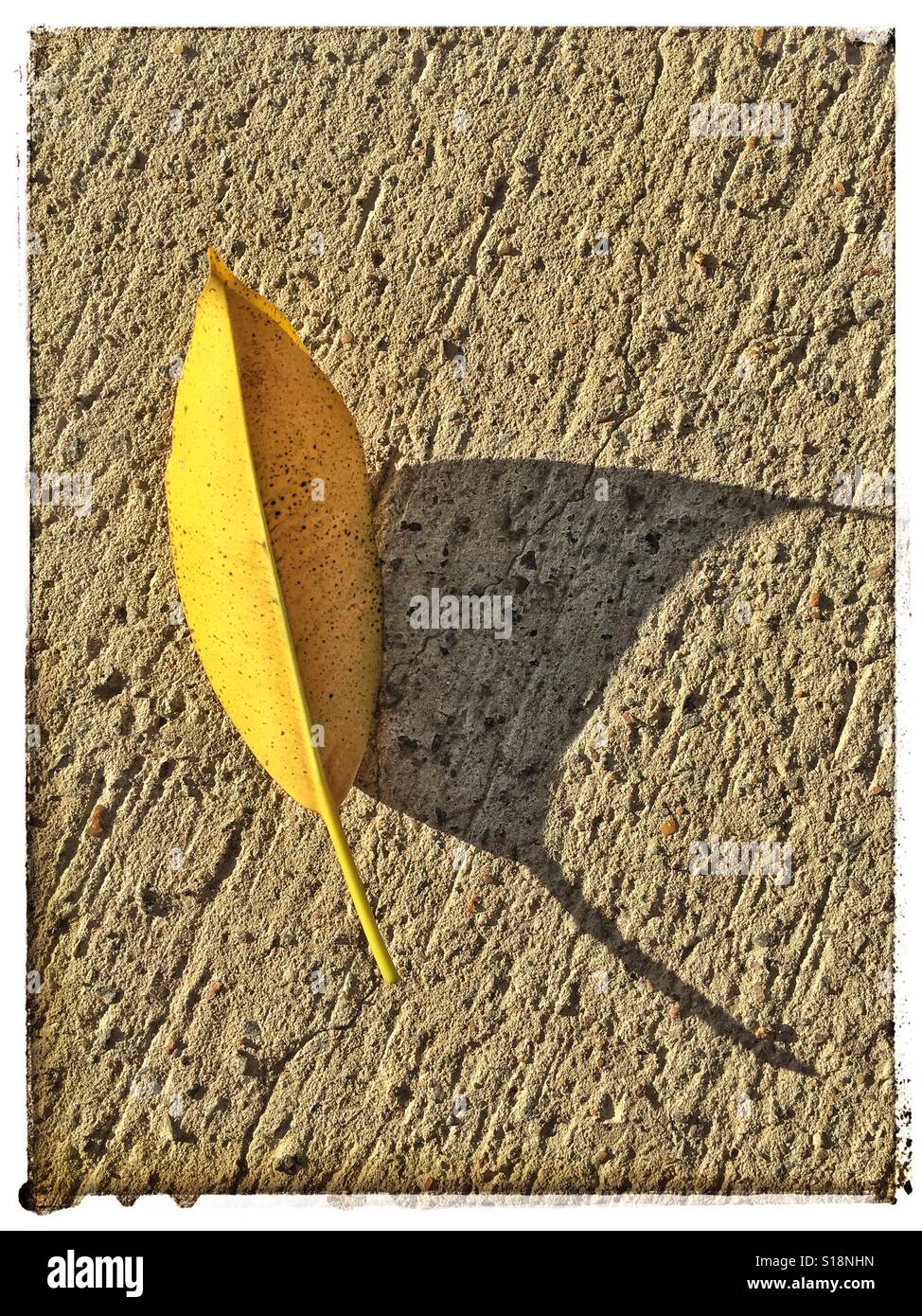 Gelbes Blatt mit Schatten auf Boden Stockfoto